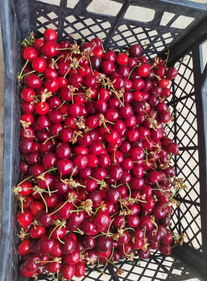 Cireșe de mai/ Sursa foto: OLX