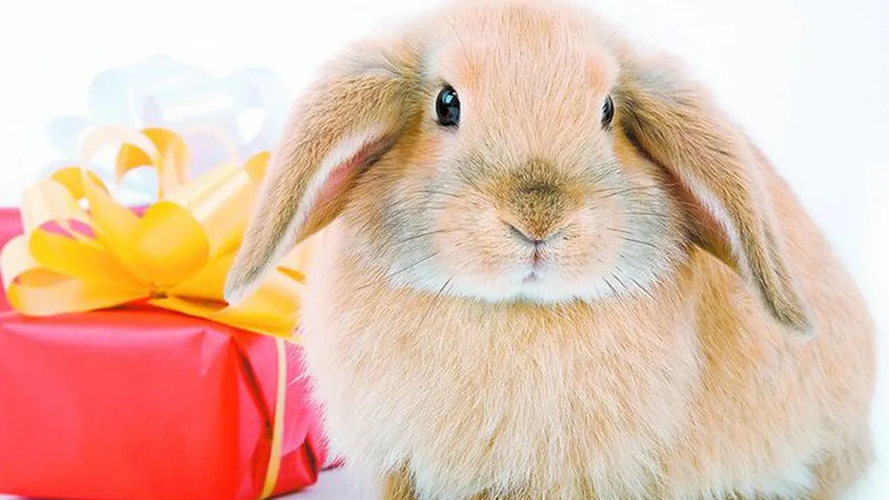 Tot ce trebuie sa stii despre iepuras, ca animal de companie