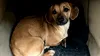 Patrocle, câinele căutat de toată România, a fost găsit după 2 luni și jumătate. Povestea emoționantă a patrupedului a ajuns la inimile tuturor