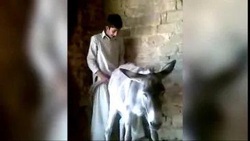 Video ireal! Un pusti din Afghanistan face sex cu un magar si se filmeaza - Vezi cum reactioneaza bietul animal la perversiune