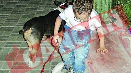 Cine se mai teme de bullterrieri?