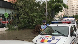 Furtuna a făcut ravagii în Bucureşti. Imagini spectaculoase cu un copac prăbuşit!