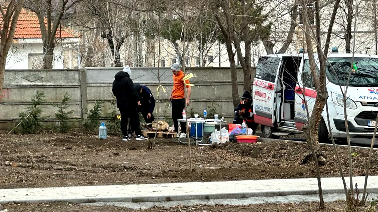 Porci aduși cu ambulanța, tăiați și tranșați în parcul nou din Constanța. Imaginile au devenit virale pe internet