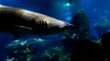 Rechinul din Marea Neagră. Specia care trăiește în adâncuri