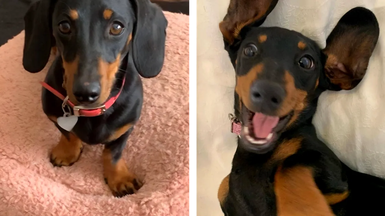 Povestea lui Valerie, teckelul pitic care s-a rătăcit 529 de zile în SĂLBĂTICIE! Cum a reușit să supraviețuiască