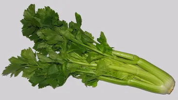Proprietăţile ţelinei. Leguma plină de vitamine, minerale, electroliţi şi enzime benefice