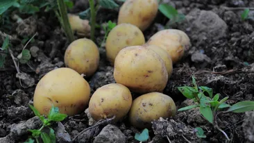 Inițiativă rară în România! Elevii primesc masă caldă din cartofii cultivați de primărie