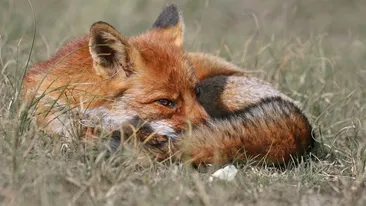 Și-a luat țeapă! O femeie a vrut să își cumpere un pui de câine, dar a realizat că e, de fapt, vulpe! Motivul pentru care vecinii cer despăgubiri