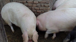 De teama sa nu ii moara, un localnic din Buzau si-a luat porcii in casa!