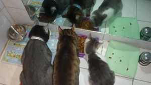 Alunga energiile negative din casa cu ajutorul pisicilor. N-ai sa crezi cate feline gazduieste Monica Tatoiu!