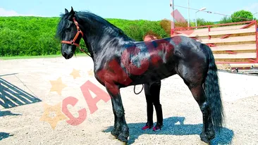 Acesta este cel mai frumos cal