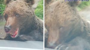 Este alertă în Prahova. Un urs rănit și agresiv a atacat oamenii în zona Bușteni