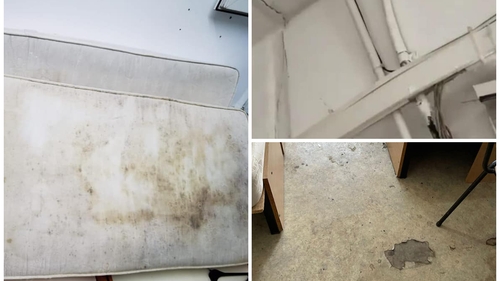 Imagini de coșmar surprinse în mai multe cămine studențești din București. Camere pline de gândaci și mizerie, cu pereți și saltele mucegăite