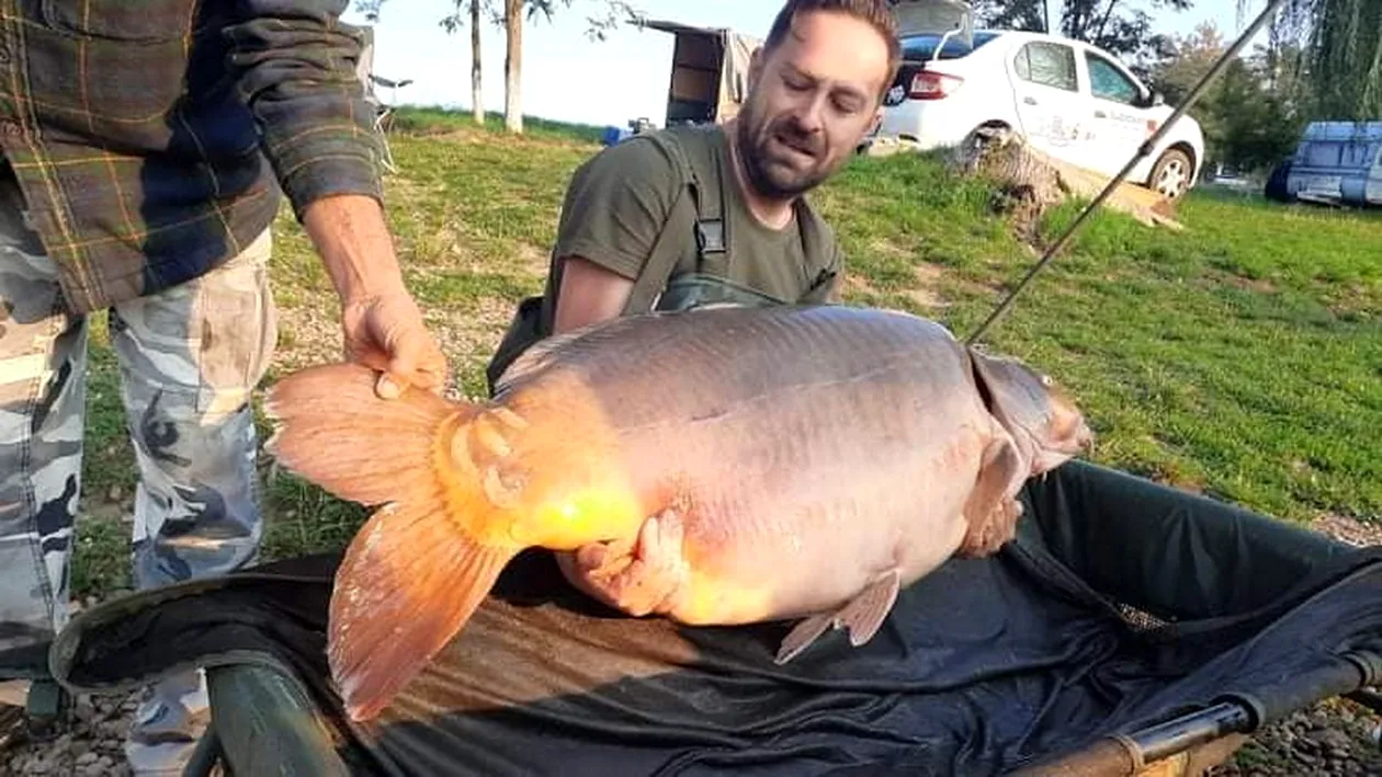 Captură de zile mari! Un pescar din Oradea a prins un crap de 40 de kilograme. „Este o senzaţie unică”