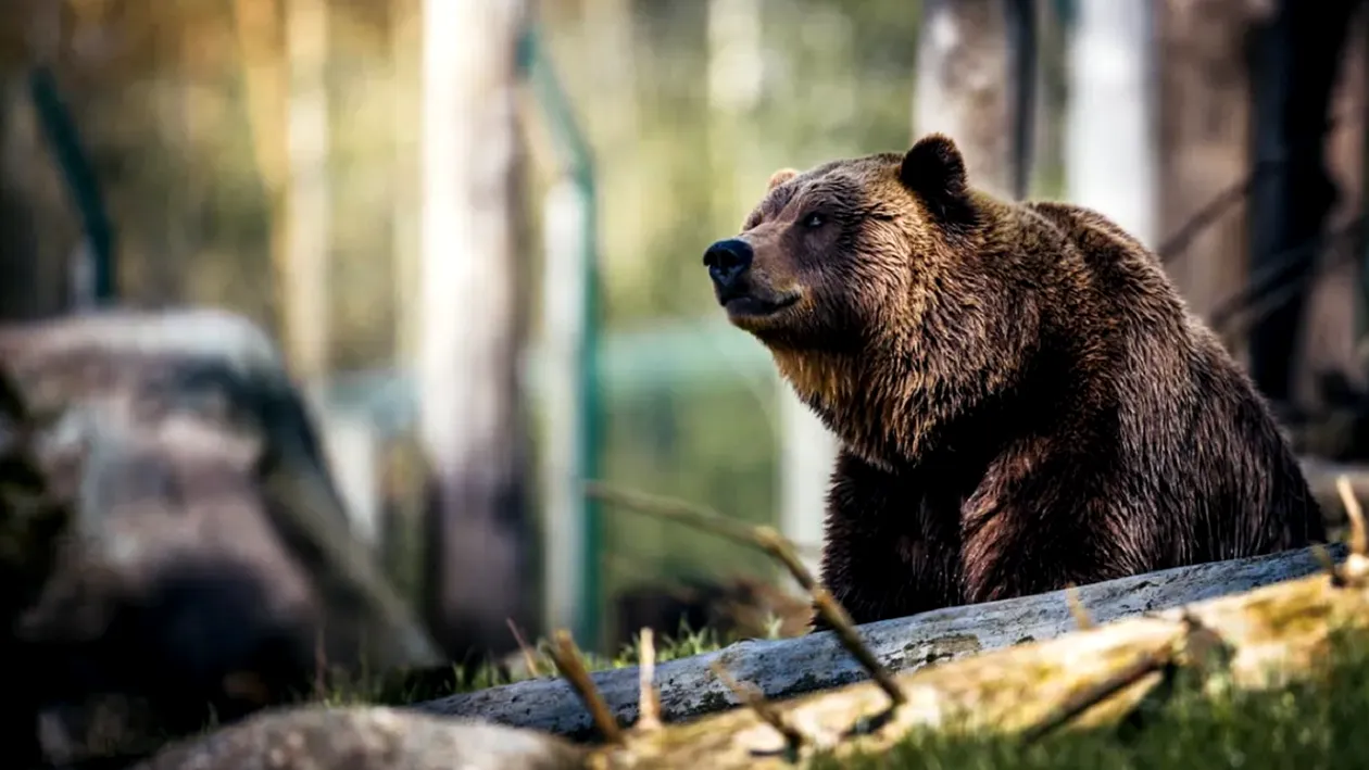 După moartea Mariei Diana, un alt bărbat a căzut pradă ursului. Animalul l-a atacat în Argeș