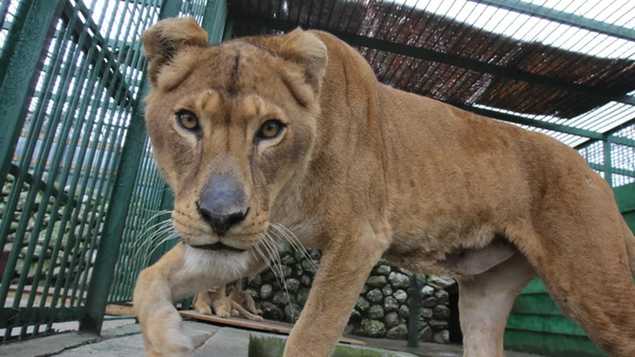 Nutu Camataru, o mina de aur pentru Zoo Ploiesti! Oamenii dau navala sa-i vada animalele!