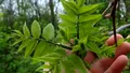 COPACUL „toxic” de evitat în grădină. Poate contamina grav plantele din curte și afectează structura caselor din apropiere