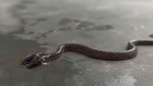 Nu e trucaj! Filmare inedită cu șarpele cu 2 capete. Specie foarte rară de reptilă a fost descoperită în India, iar unii oameni cred că prevestește ceva rău | VIDEO