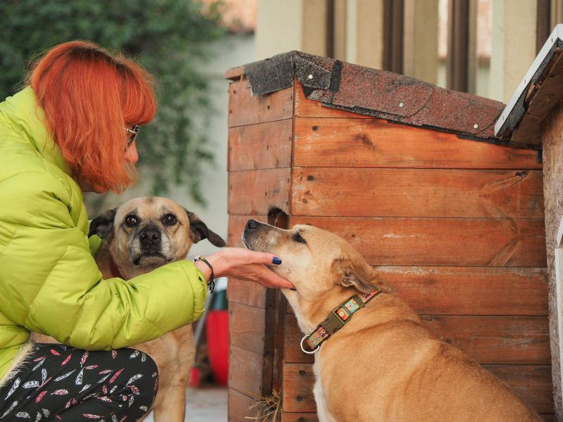 Ți se rupe sufletul! Ce s-a întâmplat cu cățeii care au stat la căpătâiul Cristinei Țopescu