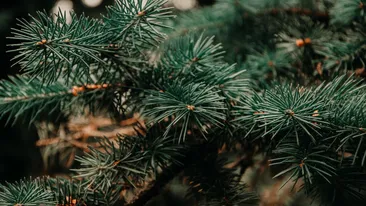 Cât costă un brad natural într-o piață din Arad, în 2022. Arborii sunt aduși din Danemarca și pot ajunge la o înălțime de peste 2,5 metri