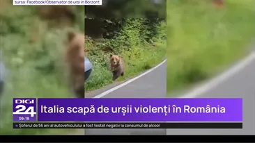 ALERTĂ! Italia vrea să aducă un urs ucigaș în România + Bărbat din Bistrița, atacat grav de o fiară