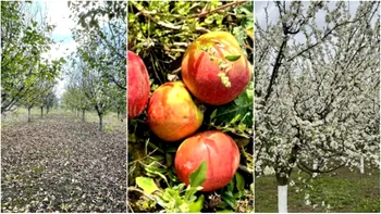 Livadă de 3000 de mp la doar 11.000 de euro. Localitatea unde o poți cumpăra