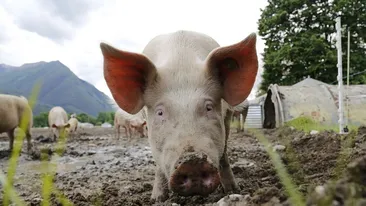 Pesta porcină africană, depistată la o fermă cu 45.000 de porci din Tulcea