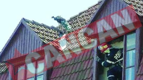 Paunul Sarshu i-a fugarit pe pompierii timisoreni