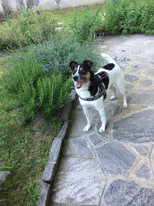 Cățelul adorabil al celebrei artiste