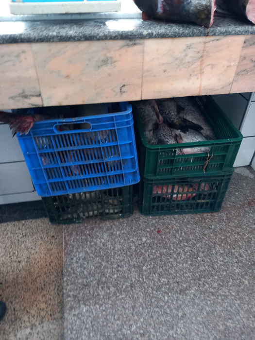 Piedone a luat magazinele cu pește la control, înainte de Florii! A găsit GÂNDACI, icre expirate, pești necorespunzători