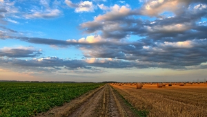 Fructul cu care au dat lovitura agricultorii români. Câștigă o avere cu doar un hectar cultivat
