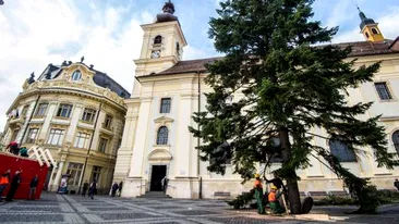 Bradul de Crăciun a fost instalat în Sibiu. Are 80 de ani şi 20 de metri înălţime