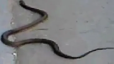 Un sarpe a terorizat un cartier din Timisoara! Dusmanul a murit dupa ce i-a fost aplicata o bata in cap!