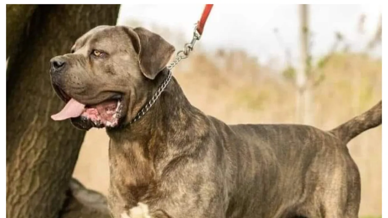 Proprietarii anumitor rase de câini sunt obligați prin lege să încheie polițe de asigurare pentru aceștia