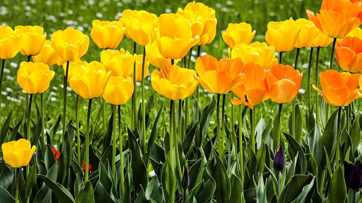 Prognoza meteo 30 martie: Vreme foarte caldă pentru această perioadă! Maxime de 20 de grade Celsius