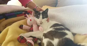 Galerie foto - poza 4