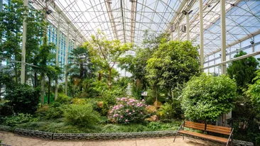 Cum arată floarea care are „cel mai respingător iz din lume”. A înflorit după 15 ani