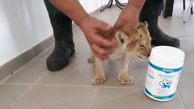 VIDEO. Cât de mult a crescut puiul de leu de la Zoo Craiova, pe care l-a respins mama lui. A rupt cutia de carton în care dormea şi…