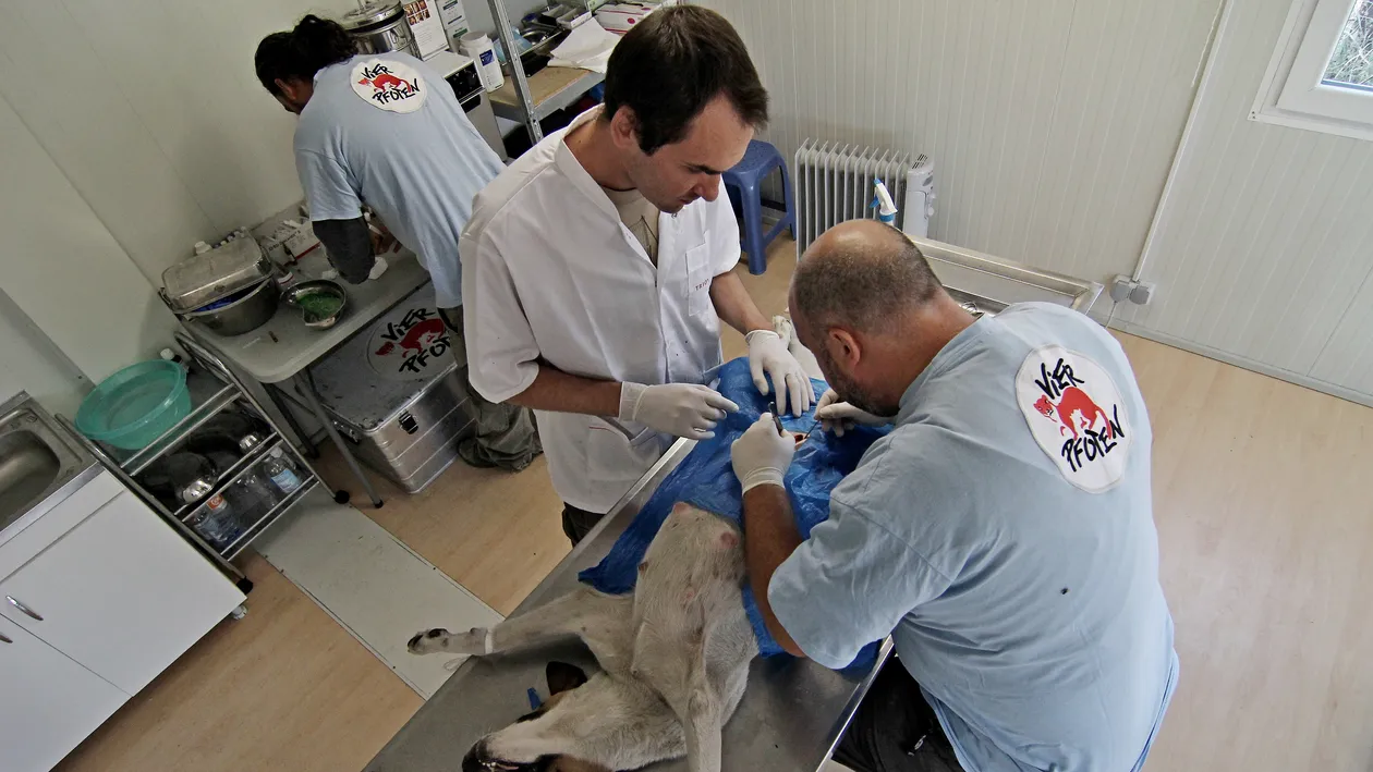 Incepe sterilizarea maidanezilor din Capitala!