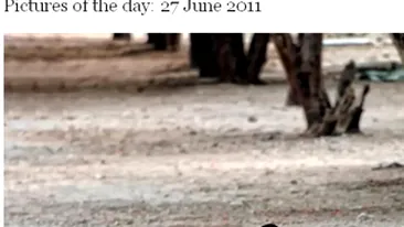 Imblanzitorul de tigri! UITE cum se joaca un calugar  budist cu  o familie de feline uriase