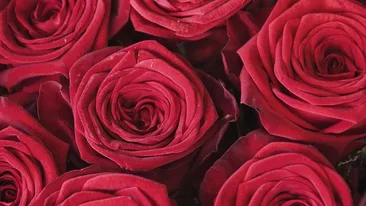 Ai primit un buchet format din 5 trandafiri? Află ce semnificație are