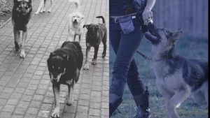 Cum ne putem salva viața, dacă suntem atacați de o haită de câini agresivi. Ce ne învață experții în dresaj