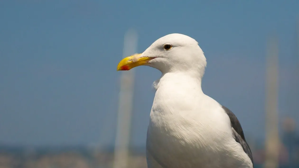 Acest pescăruş a „furat“ o proteză dentară, iar imaginile au ajuns rapid să facă înconjurul planetei
