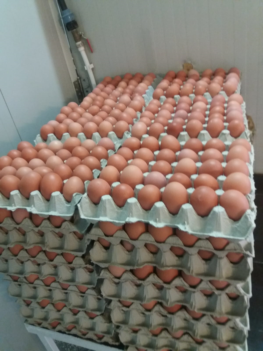 Ouăle sunt gata de livrare