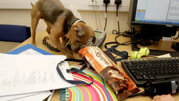 Catelul Tiny depisteaza diabeticii