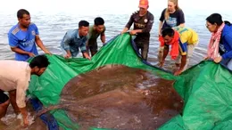 O creatură URIAȘĂ a lăsat pescarii cu gura căscată! Are 180 de kilograme și...