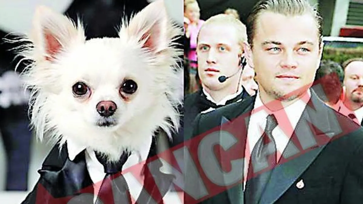 Paris Hilton face haine de gala pentru caini