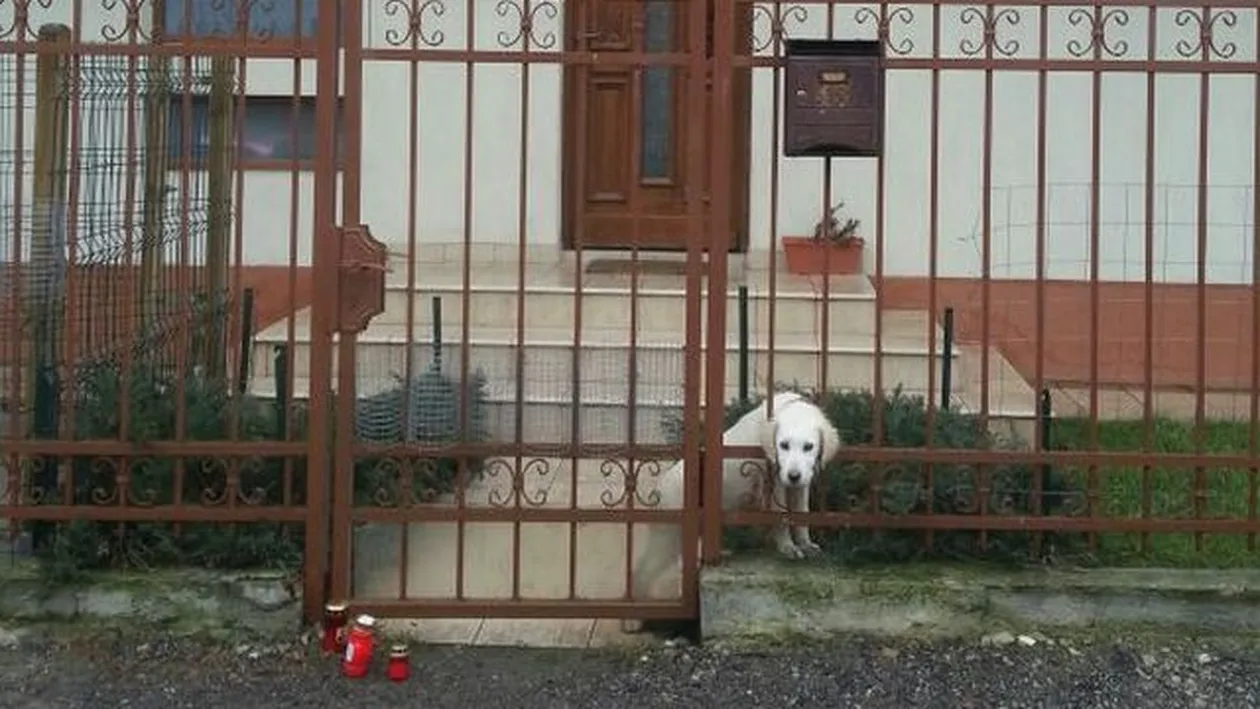 Drama nestiuta a lui Adrian Iovan! Ce s-a intamplat cu cainii lui toamna trecuta iti va rupe inima de tristete