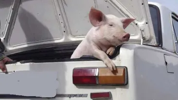 Atenție, șoferi! Poliţia română e cu ochii pe voi până la Crăciun. Amenzile sunt usturătoare