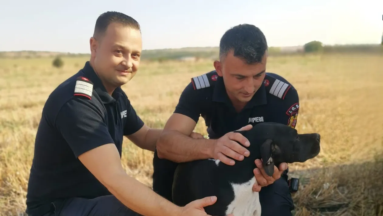 Kyra a scăpat ca prin minune, după ce a căzut într-o fântână de 12 metri adâncime. Povestea incredibilă a cățelușei din Giurgiu